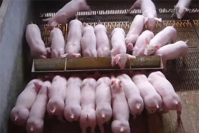 无线地磅遥控器导致买猪苗亏17万